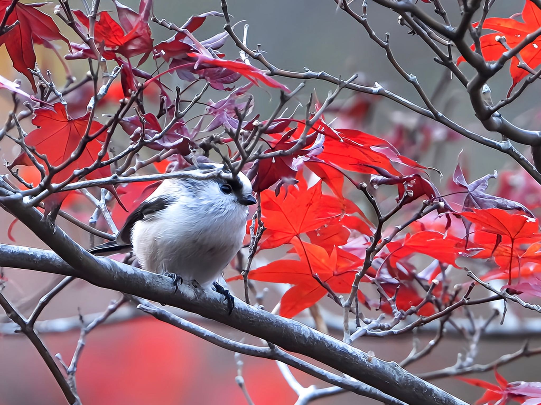 薬師池公園 エナガの写真