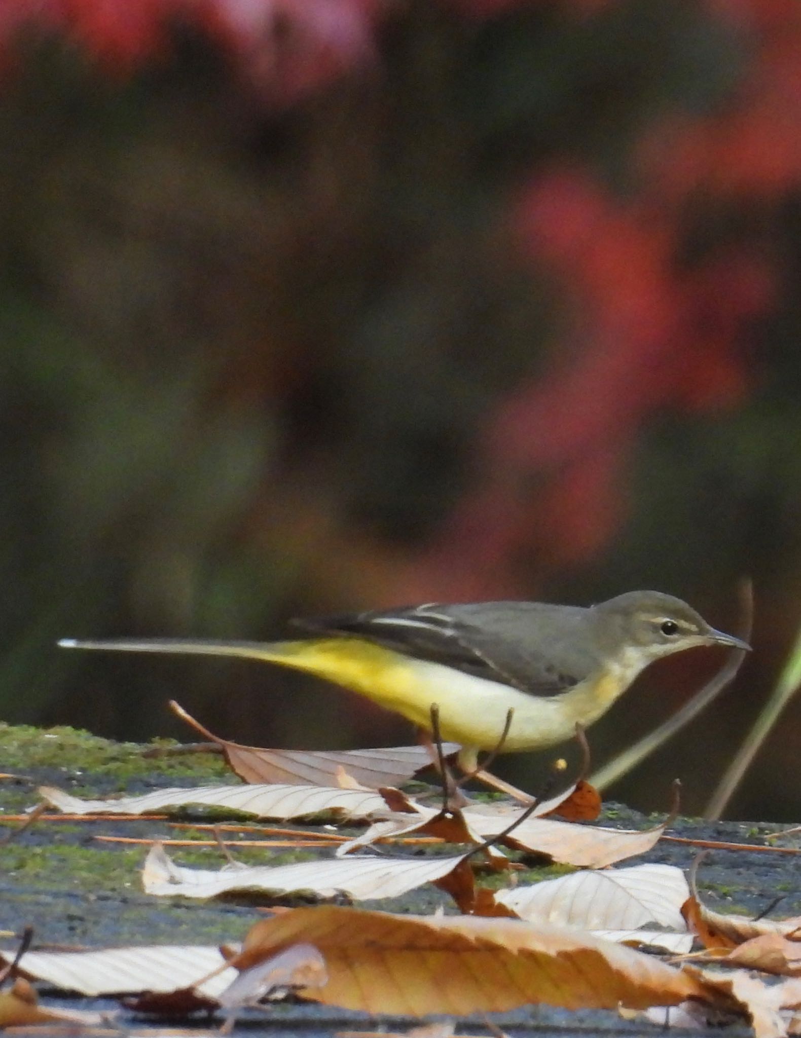 Grey Wagtail