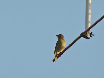 Daurian Redstart 猪名川 Thu, 11/2/2023