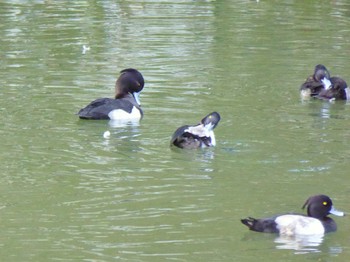 Tufted Duck Hikone Castle Sun, 10/22/2023