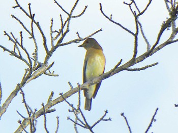 Blue-and-white Flycatcher 大阪府民の森なるかわ園地 Fri, 10/6/2023