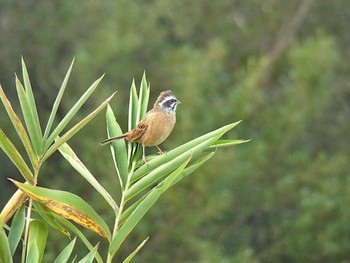 Meadow Bunting 大阪府民の森なるかわ園地 Fri, 10/6/2023