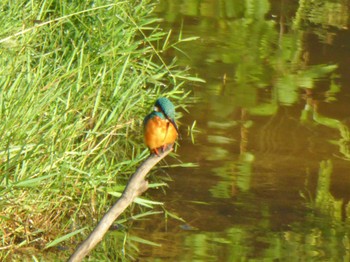 Common Kingfisher 甲山森林公園 Tue, 10/10/2023