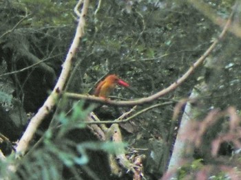 Ruddy Kingfisher 岩湧の森 Wed, 7/5/2023