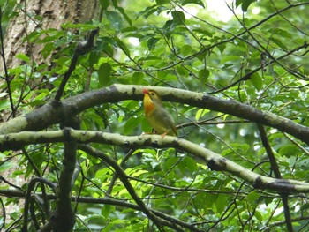 Red-billed Leiothrix 大阪府民の森くろんど園地 Sun, 7/2/2023