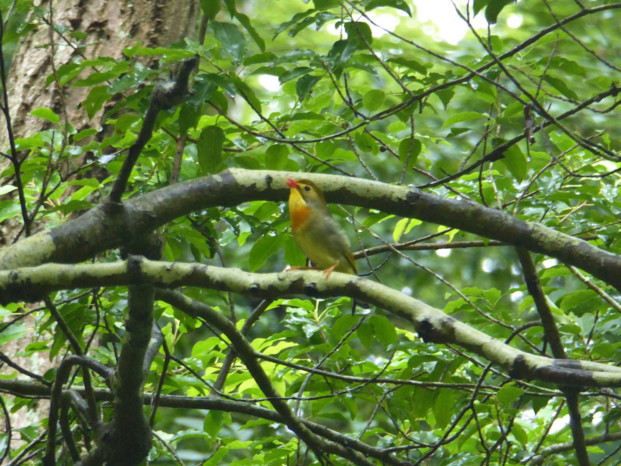 Photo of Red-billed Leiothrix at 大阪府民の森くろんど園地 by Toshihiro Yamaguchi