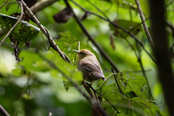 Pin-striped Tit-Babbler 雲南省 Thu, 11/30/2023