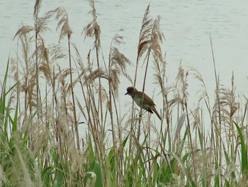 Oriental Reed Warbler 大阪府岸和田市 久米田池 Sun, 5/28/2023