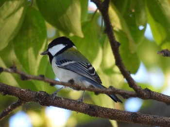 2023年11月22日(水) 笠松トンボ天国の野鳥観察記録