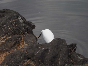 Little Egret Shinjuku Gyoen National Garden Fri, 12/1/2023