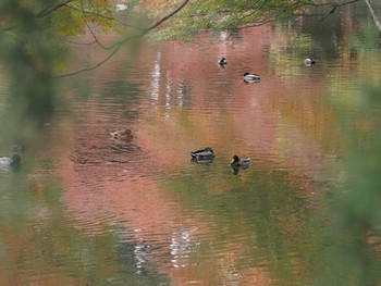 Mallard Shinjuku Gyoen National Garden Fri, 12/1/2023