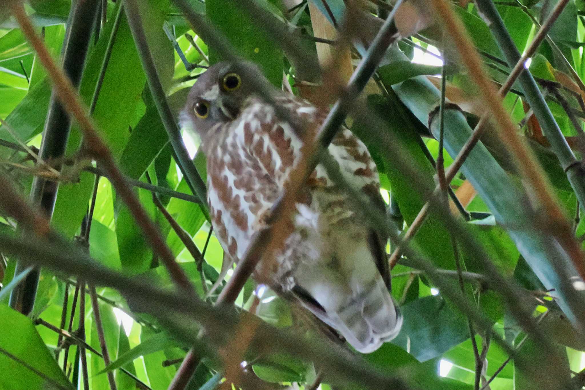 ネパール アオバズクの写真 by 藤原奏冥