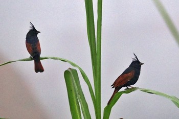 Crested Bunting