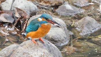 Fri, 12/1/2023 Birding report at Nara Park