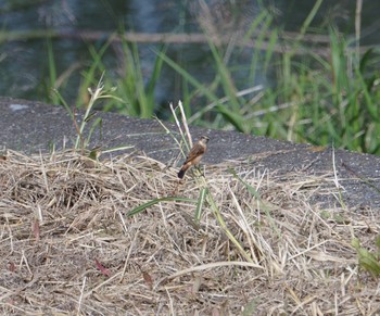 Amur Stonechat 猪名川公園 Sat, 10/13/2018