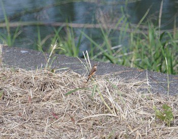 ノビタキ 猪名川公園 2018年10月13日(土)