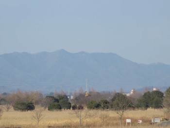 チュウヒ 渡良瀬遊水地 2020年1月13日(月)