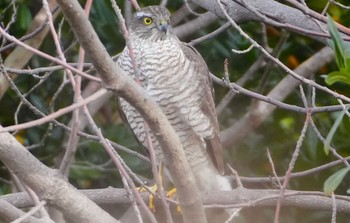 2023年12月1日(金) 万代池の野鳥観察記録