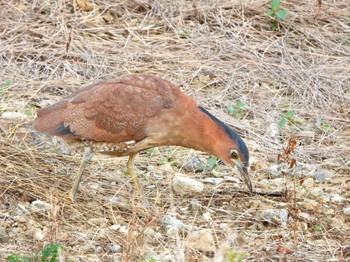 2023年11月23日(木) 石垣島の野鳥観察記録