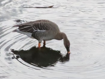 2023年12月1日(金) 境川遊水池の野鳥観察記録