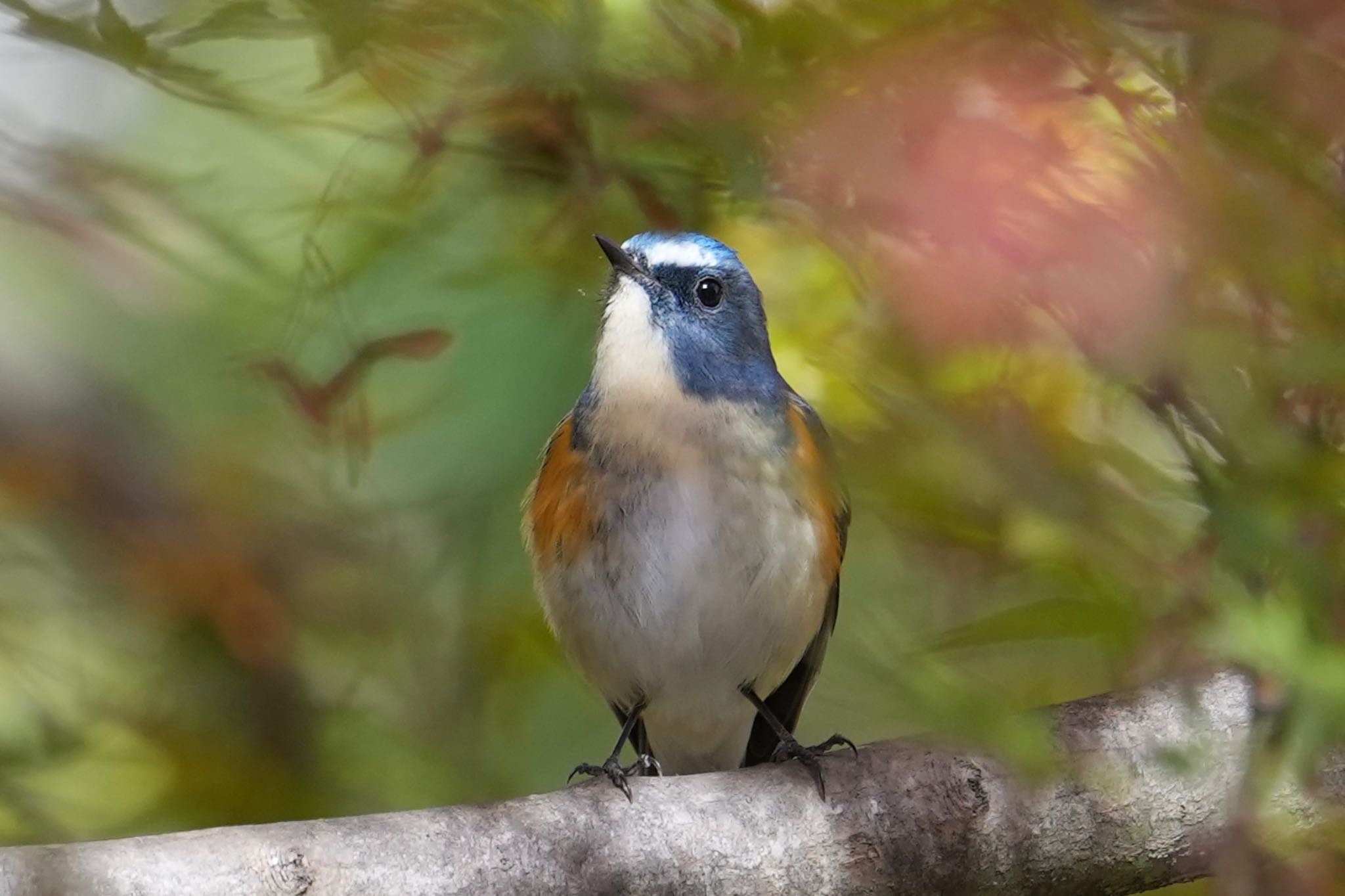 Photo of Red-flanked Bluetail at 金ヶ崎公園(明石市) by Rikaooooo