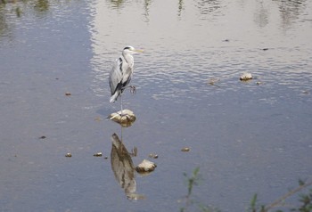 Grey Heron 猪名川公園 Sat, 10/13/2018