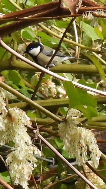 Japanese Tit 養老公園 Tue, 11/21/2023