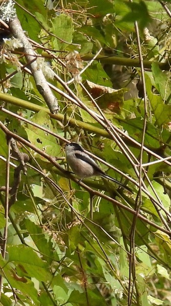 Long-tailed Tit 養老公園 Tue, 11/21/2023