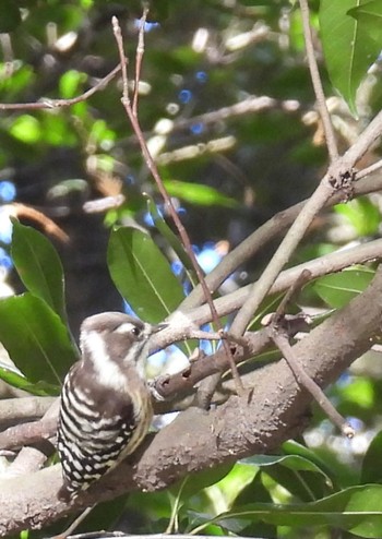 Japanese Pygmy Woodpecker 定光寺公園 Tue, 11/14/2023