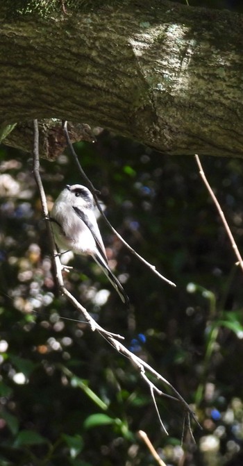 Tue, 11/14/2023 Birding report at 定光寺公園