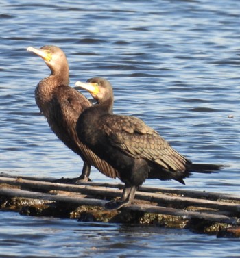 カワウ 弥富野鳥園 2023年11月17日(金)