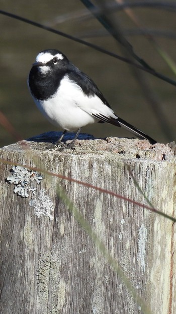 Japanese Wagtail 定光寺公園 Tue, 11/14/2023