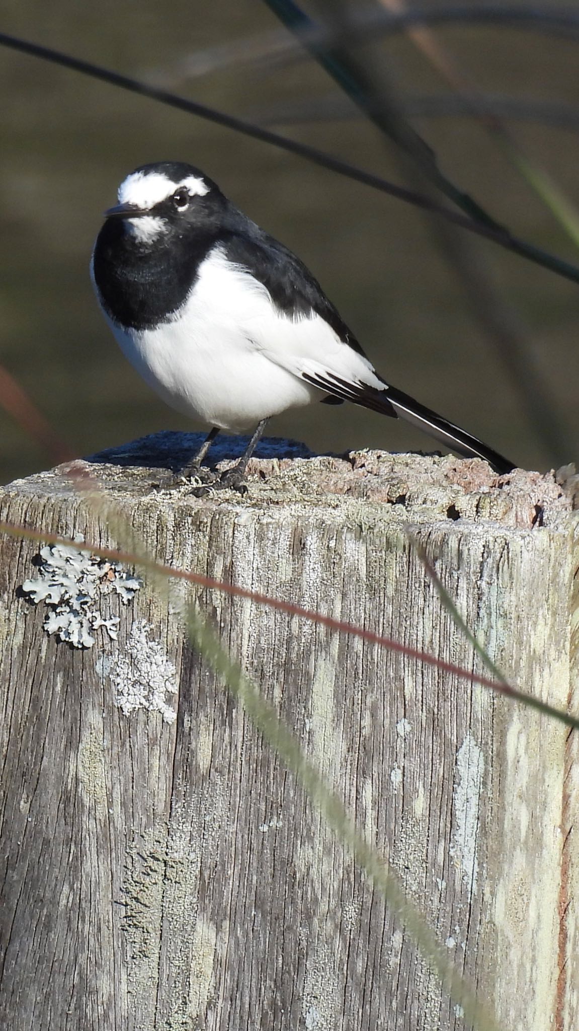 Photo of Japanese Wagtail at 定光寺公園 by ちか