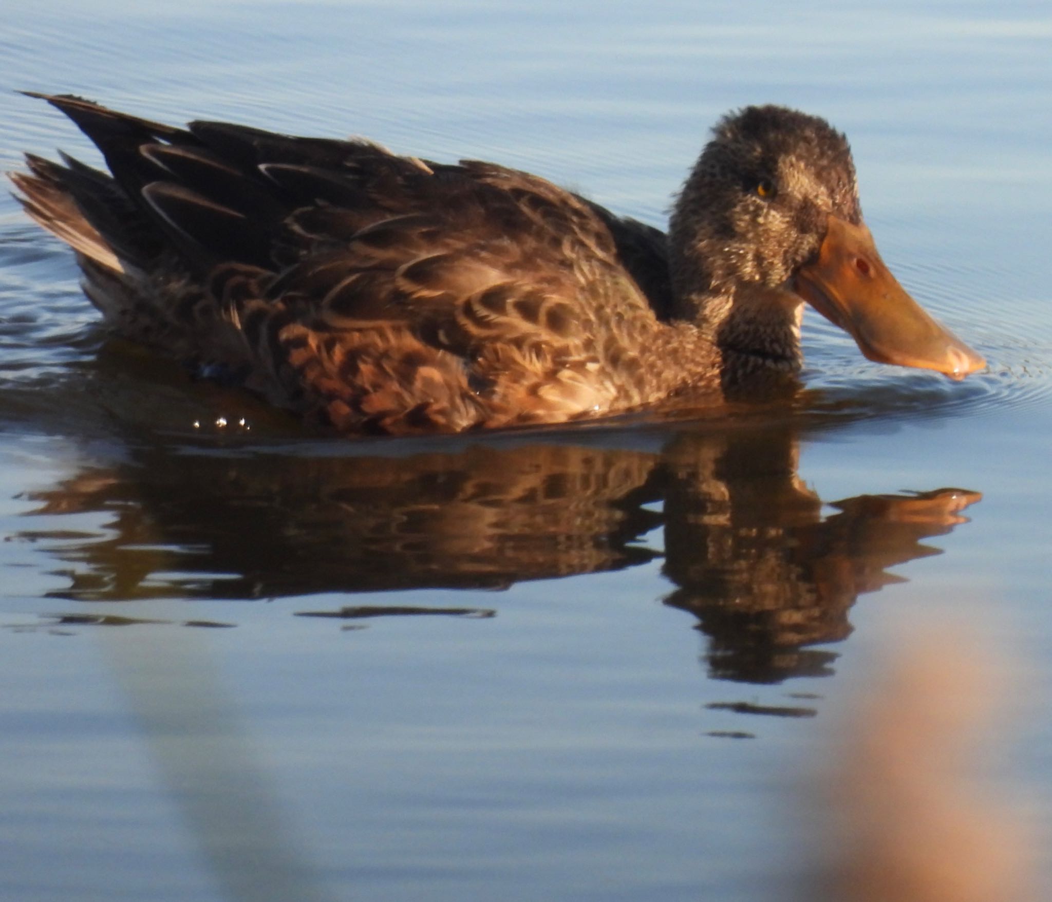 Northern Shoveler