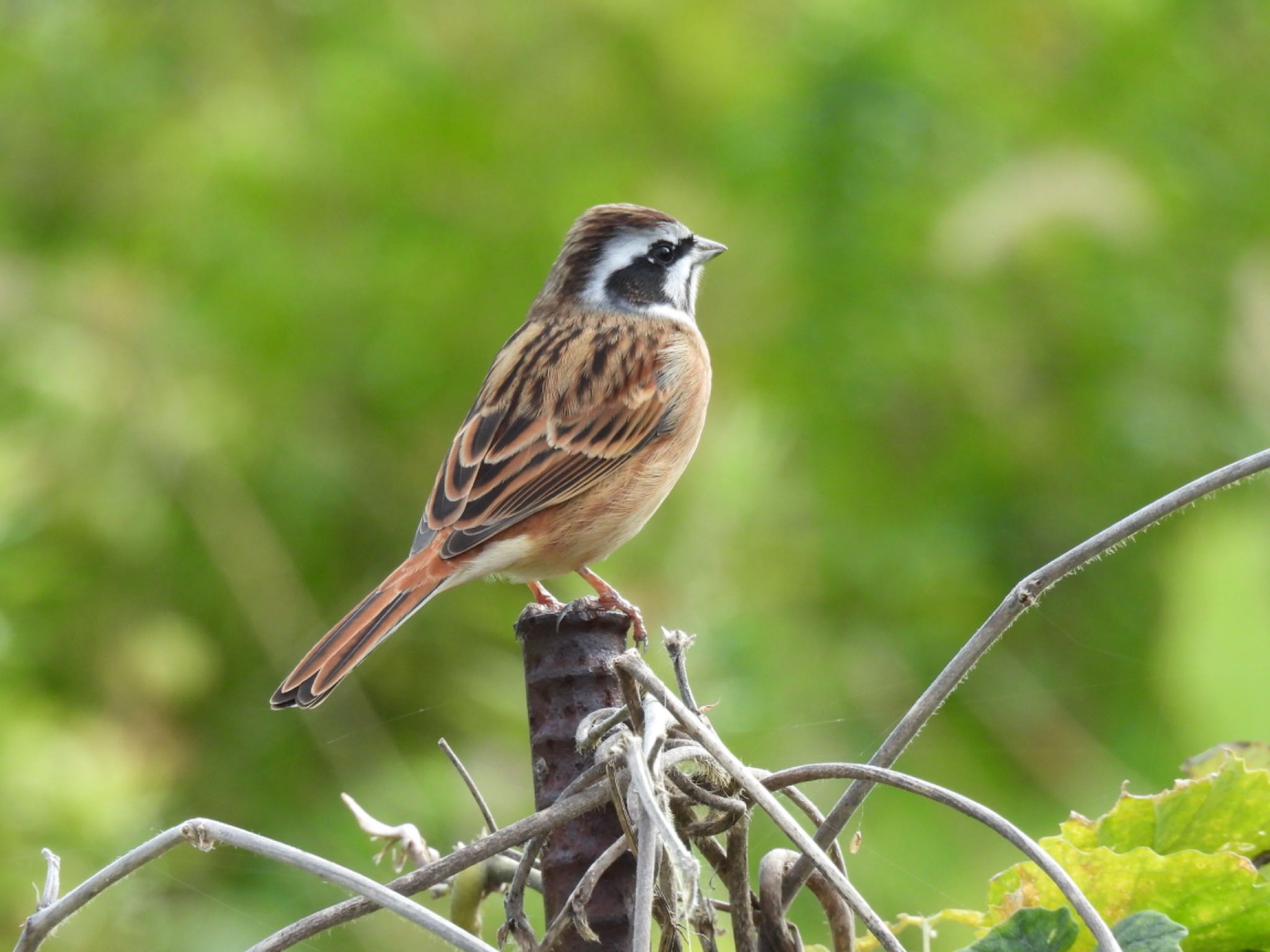 Photo of Meadow Bunting at 養老公園 by ちか