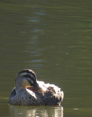 Eastern Spot-billed Duck 定光寺公園 Tue, 11/14/2023