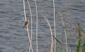 Amur Stonechat 猪名川公園 Sat, 10/13/2018