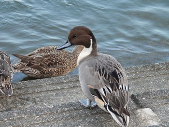 Thu, 11/9/2023 Birding report at 小幡緑地