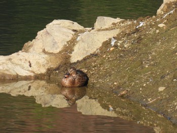 Wed, 11/8/2023 Birding report at 築水池