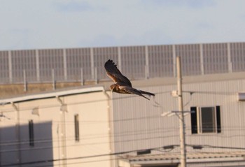 ハイイロチュウヒ 鍋田干拓地 2023年11月14日(火)