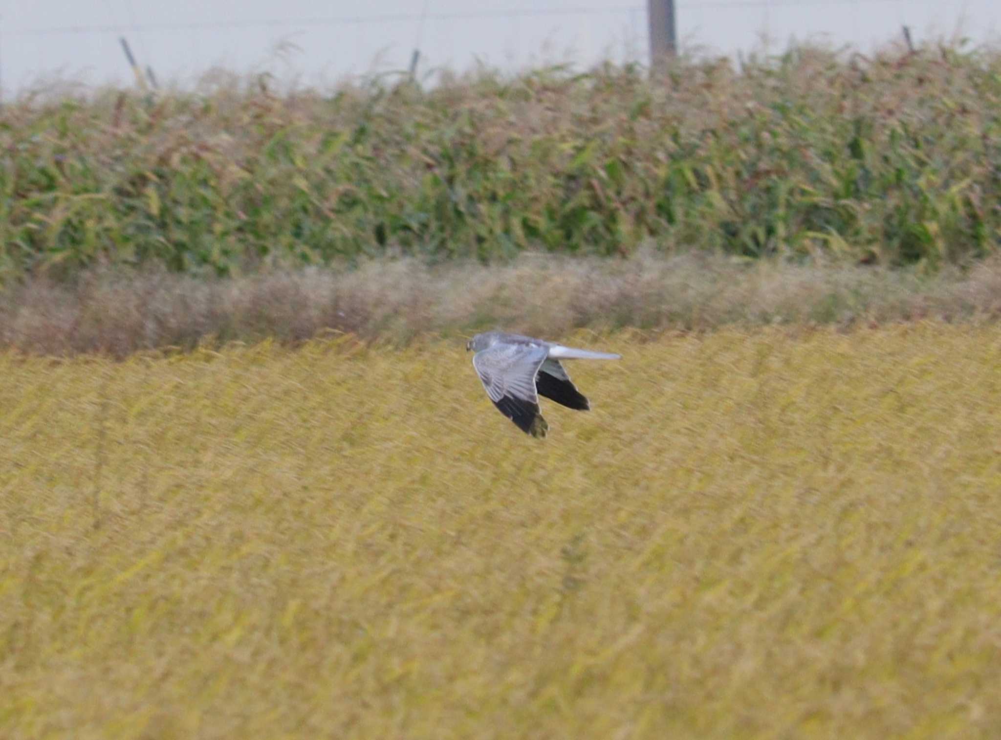 Hen Harrier