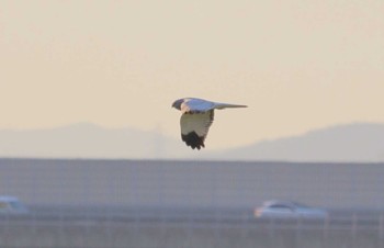 ハイイロチュウヒ 鍋田干拓地 2023年10月23日(月)