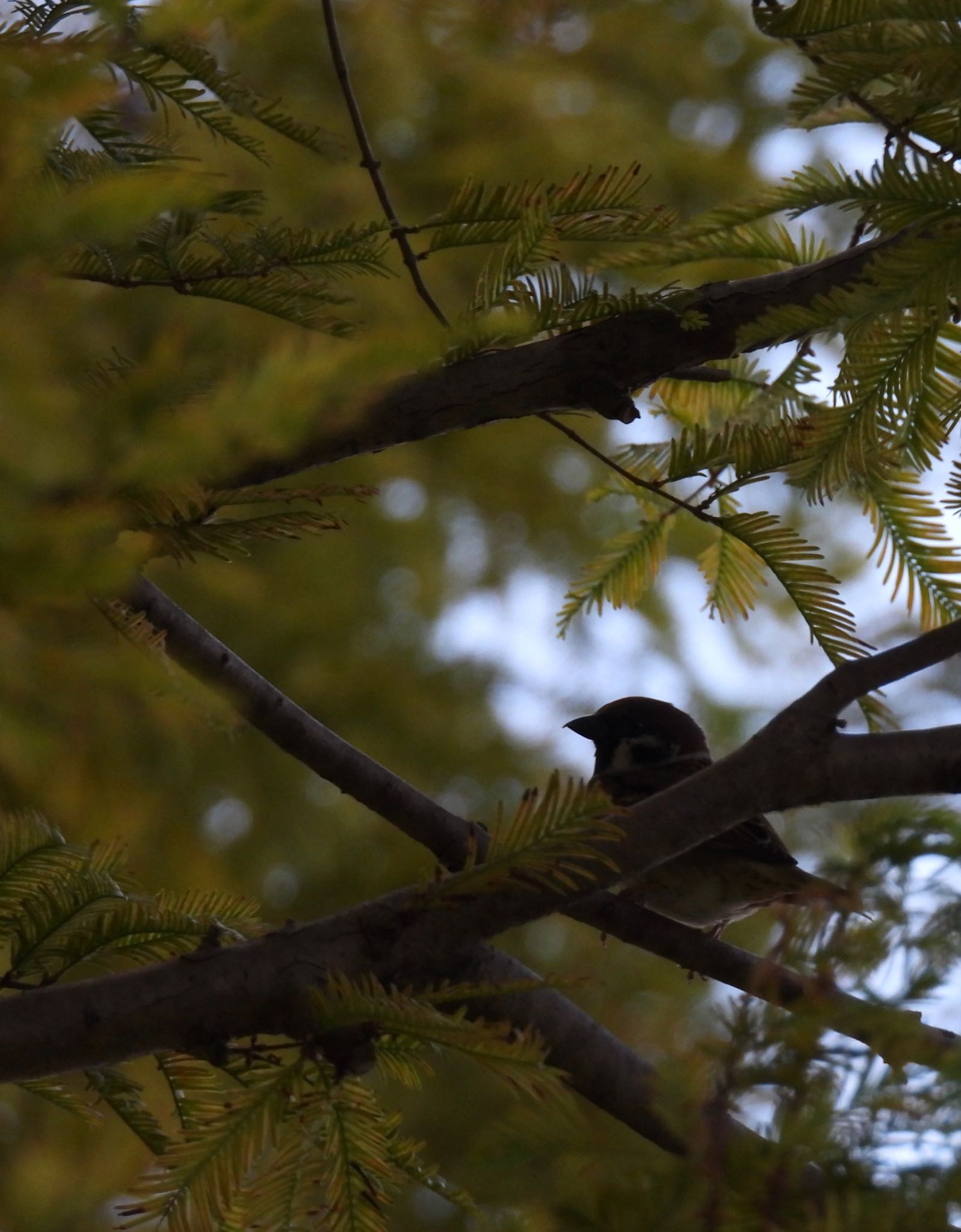 Eurasian Tree Sparrow