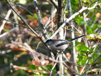 Thu, 11/2/2023 Birding report at 潮見の森