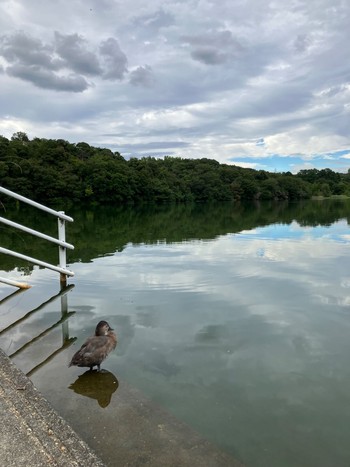 Fri, 9/22/2023 Birding report at 小幡緑地