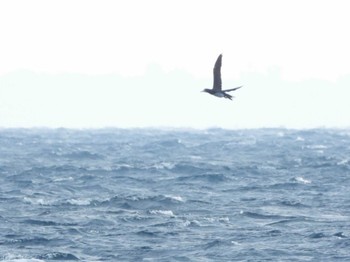 2023年11月24日(金) 石垣-大原航路の野鳥観察記録