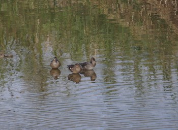 Eurasian Teal 猪名川公園 Sat, 10/13/2018