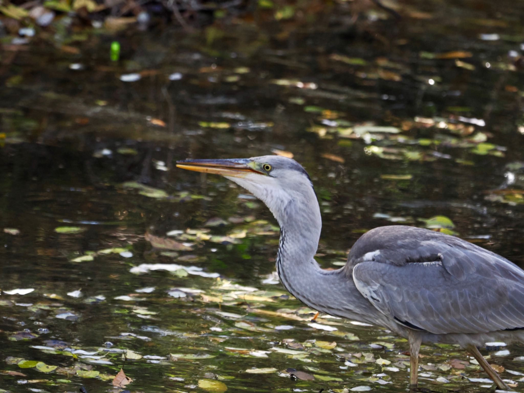 Grey Heron