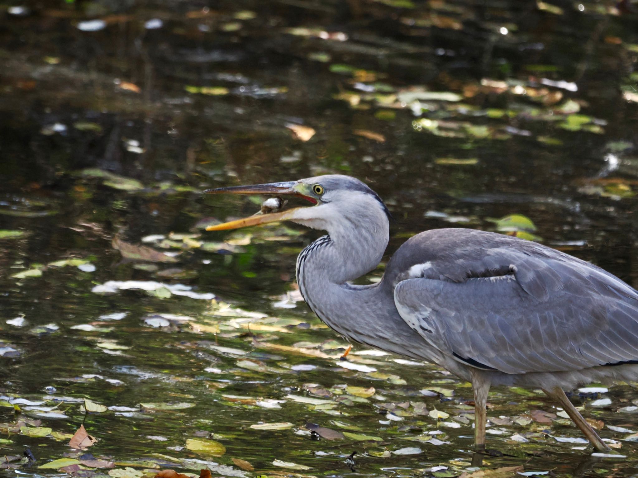 Grey Heron