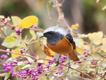 2023年12月1日(金) 多摩森林科学園の野鳥観察記録